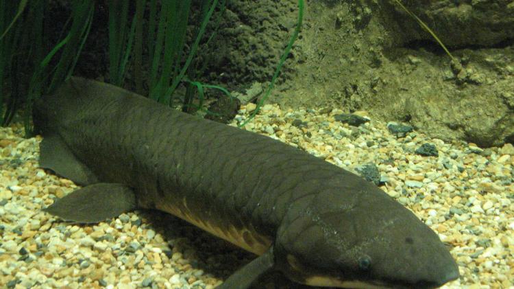 Queensland Lungfish 